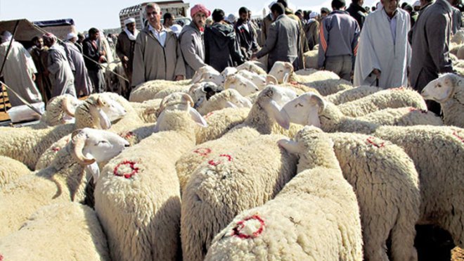 بسبب الحمى القلاعية.. غلق أسواق الماشية بالمدية