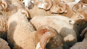 الدَّعم والعَدم