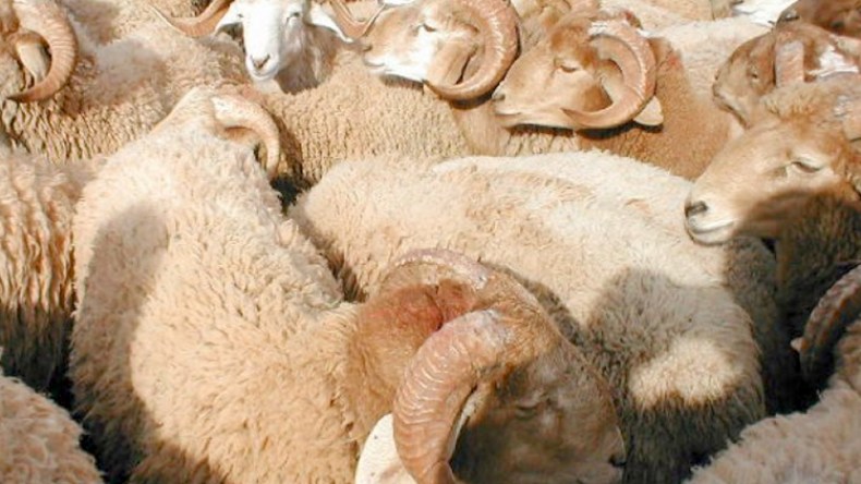 لصوص يتحوّلون من السطو على المنازل إلى سرقة المواشي!