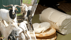 جبن الماعز سيد موائد سكان السهوب