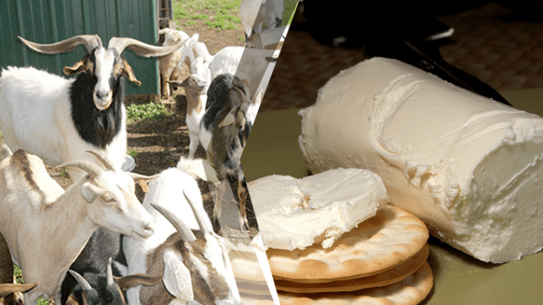 جبن الماعز سيد موائد سكان السهوب