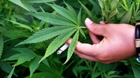 أستاذ جامعي متهم بزراعة المخدرات وترويجها بتيزي وزو