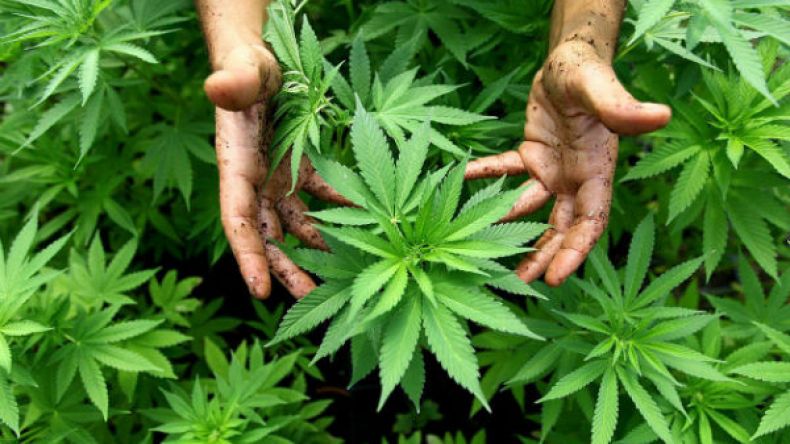 القبض على شخص تورط في زراعة المخدرات بإغيل علي ببجاية