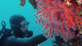 حجز عتاد للغطس وكمية من المرجان الخام بحي سيدي سالم بعنابة