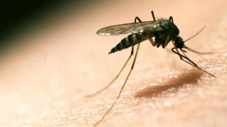 انطلاق حملة واسعة للوقاية من داء الملاريا بورقلة