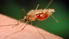 إصابة عضو في “الدعوة والتبليغ” بالملاريا بعد عودته من ساحل العاج