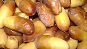 تجارة ”المنقر” في أوجها بأسواق ولاية ورقلة