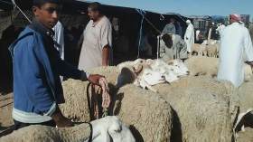 13 نقطة لبيع المواشي في كافة بلديات ولاية غرداية