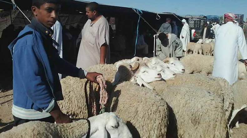 13 نقطة لبيع المواشي في كافة بلديات ولاية غرداية