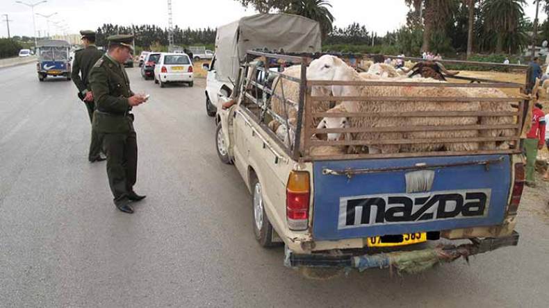 استمرار منع نقل المواشي بين إيليزي وتمنراست