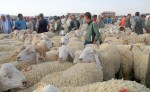 غلق أسواق المواشي في هذه الولاية