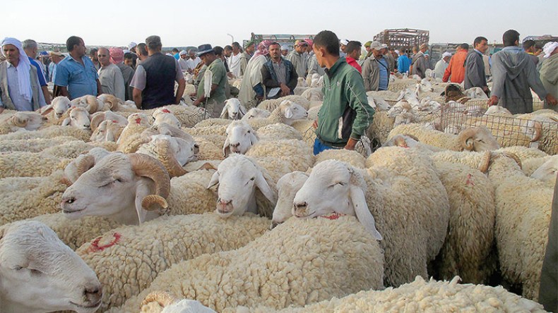 أسعار المواشي تختلف حسب المناطق واستقرارها وارد