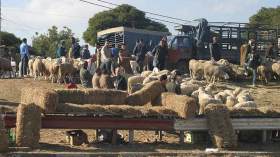 الموالون يشتكون والسماسرة يلهبون أسعار المواشي بأسواق الطيبات