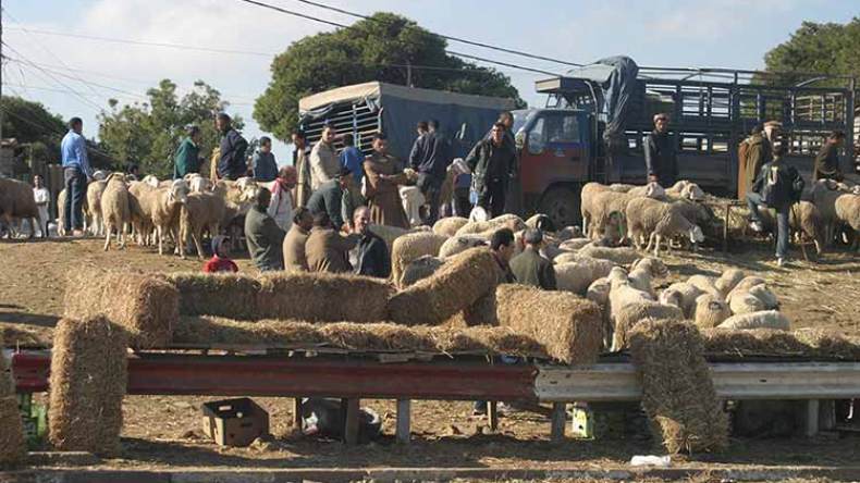 الموالون يشتكون والسماسرة يلهبون أسعار المواشي بأسواق الطيبات