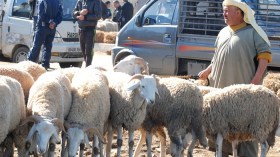 1200 بيطري لمراقبة الأضاحي وتوقيف التلقيحات 25 يوما قبل العيد