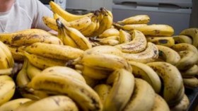 إتلاف 18 حاوية محملة بالموز الفاسد بميناء سكيكدة