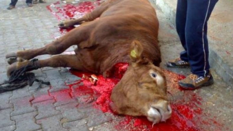 نحر 60 عجلا باواقوران بمشدالة بمناسبة عاشوراء