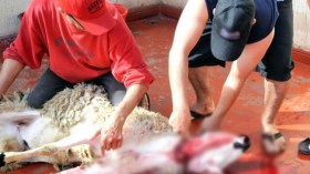 العلمانيون.. كورونا.. وعُقدة “الأضحية”!