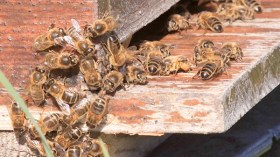 نحل شرس يربّى خِفية داخل التجمّعات السكانية رغم منع القانون