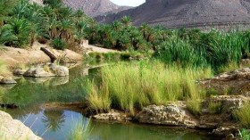 مطالب بردم الغيطان المهجورة بحي الازدهار في البياضة بالوادي