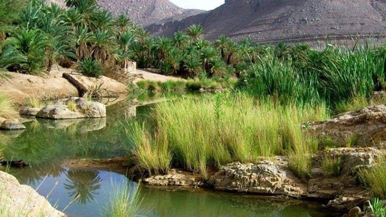 مطالب بردم الغيطان المهجورة بحي الازدهار في البياضة بالوادي