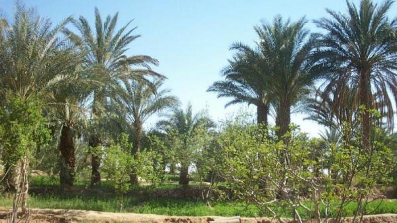 احتجاج على تحويل بساتين النخيل إلى تحصيصات سكنية بالوادي