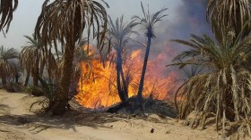 واحات النخيل تواجه مصير الانقراض في منطقة بودة بأدرار