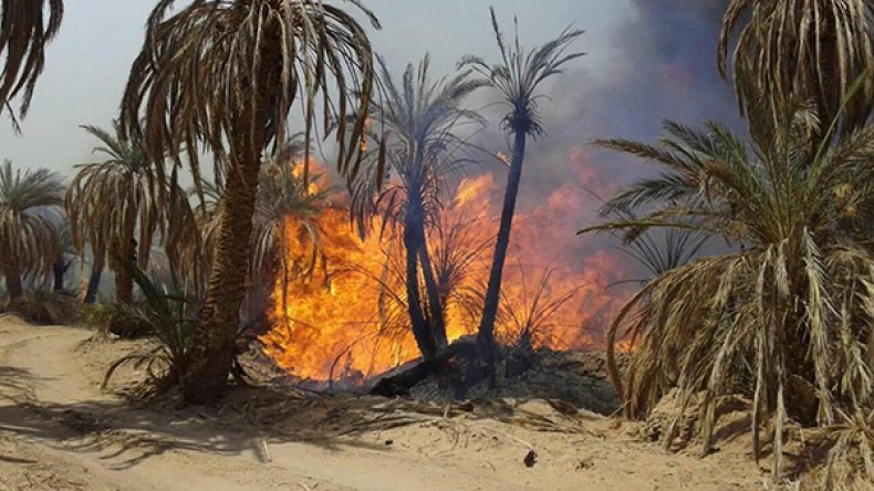 واحات النخيل تواجه مصير الانقراض في منطقة بودة بأدرار