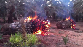 فلاحون يتهمون منحرفين بإضرام النيران في نخيلهم بتقرت