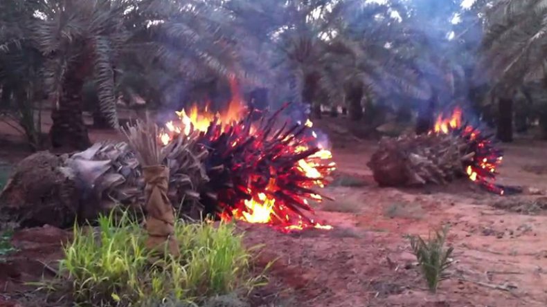 فلاحون يتهمون منحرفين بإضرام النيران في نخيلهم بتقرت