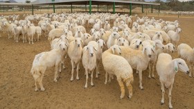 المشفقون على النّعاج!