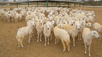 المشفقون على النّعاج!