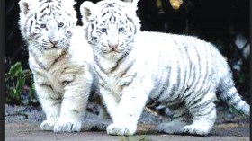 ميلاد توأم من فصيلة النمر الملكي البنغالي النادر في حديقة الحيوانات بمستغانم