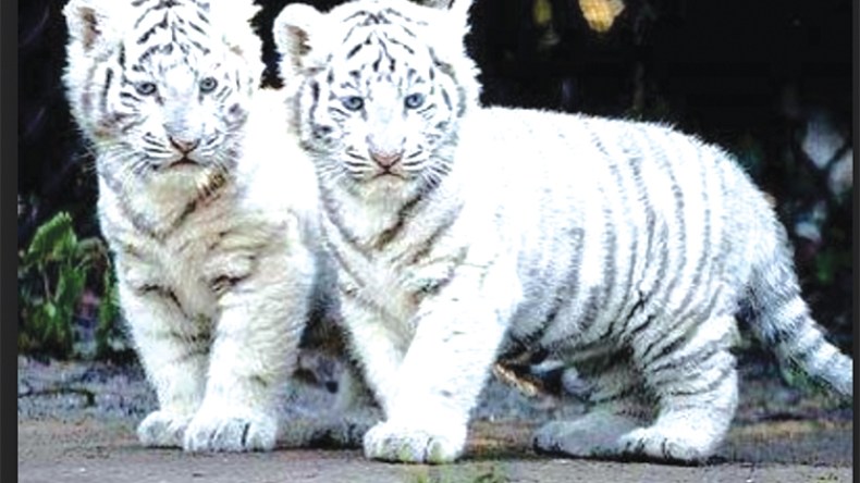 ميلاد توأم من فصيلة النمر الملكي البنغالي النادر في حديقة الحيوانات بمستغانم