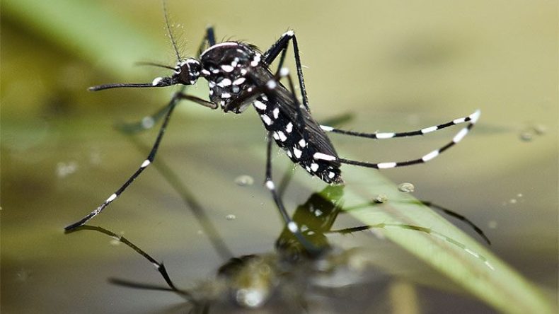 بعوض النمر يحوّل حياة الجزائريين إلى جحيم