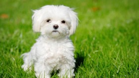 اعتقال امرأة في نيويورك توفي جروها بسبب الهيروين!