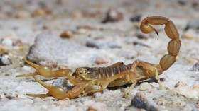 وفاة امرأة بلسعة عقرب بالوادي