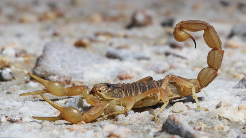 وفاة امرأة بلسعة عقرب بالوادي