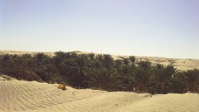 6 آلاف نخلة في غوط البعلي مهددة بالموت بالوادي