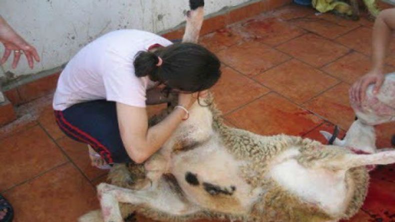 “ذبـﱠﱠـاحات”.. لا يخيفهن الدم ولا يتعبهن السلخ!