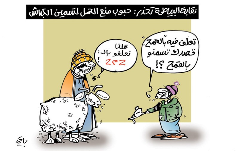 تسمين الكباش