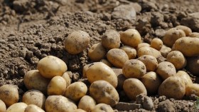 بوعزقي: سنقضي على استيراد بذور البطاطا خلال 3 سنوات