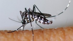 بعوض “النمر” على مشارف ولاية بومرداس