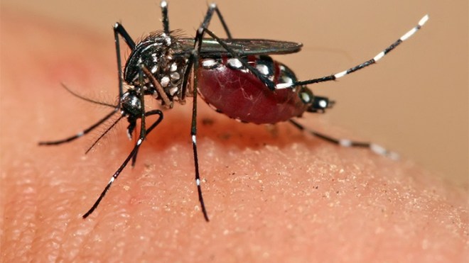 معهد باستور: بعوضة النمر انتشرت عبر 60 بالمائة من مناطق شمال الجزائر        