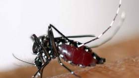 “ناتكوم لا تتحمّل المسؤولية.. وبعوضة النمر سببها مياه البرك بالعاصمة”