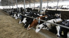 وزارة الفلاحة تقرر الإيقاف الفوري لاستيراد العجول والأبقار الحية من فرنسا