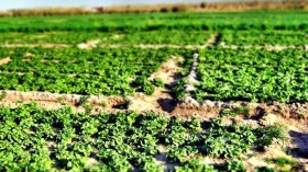 إطلاق مسابقة أحسن مستثمرة فلاحية بولاية المسيلة