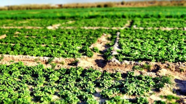 إطلاق مسابقة أحسن مستثمرة فلاحية بولاية المسيلة