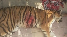 جدل حول طريقة قتل “نمر تقرت” الهارب من حديقة الحيوانات!