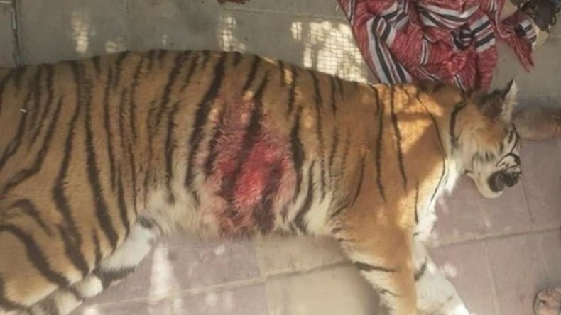 جدل حول طريقة قتل “نمر تقرت” الهارب من حديقة الحيوانات!
